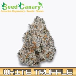 White Truffle - THCA Cannabis Flower