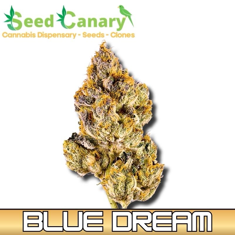 Blue Dream - THCA Cannabis Flower