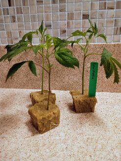 Gastopia - Fiya Farmer breeder cut