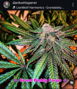 Grand Daddy Purple Norcal Heirloom Cut!