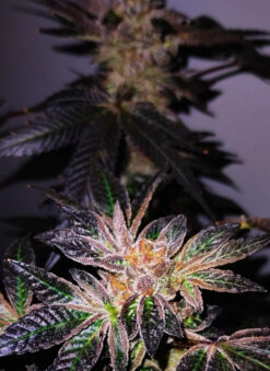 Thin Mint Girl Scout Cookies Heirloom ~ The real deal Cookie Funk!