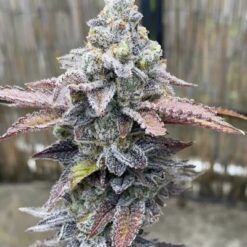 Space Runtz Tiki Cut