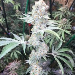9lb, Notso Mendo Purps, Unicorn Poop, and Garberville Purple Kush Bundle!!!