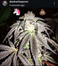 Alternative view of 9lb, Notso Mendo Purps, Unicorn Poop, and Garberville Purple Kush Bundle!!!