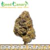 Banana Runtz - THCA Cannabis Flower