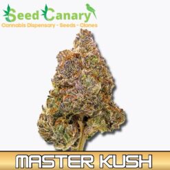 Master Kush - THCA Cannabis Flower