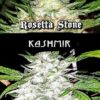 Rosetta Stone x 'Kashmir' BX1