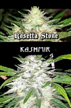 Rosetta Stone x 'Kashmir' BX1