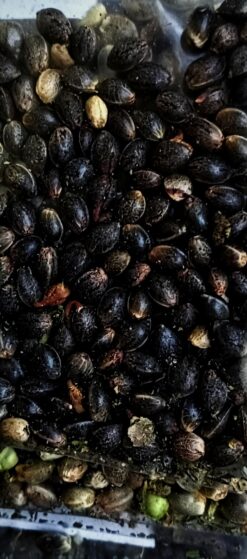 Alternative view of Rosetta Stone x 'Kashmir' BX1