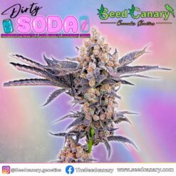 Dirty Soda - Regular Seeds