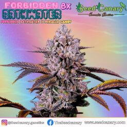 Alternative view of Forbidden BathWater BX - Regular Seeds