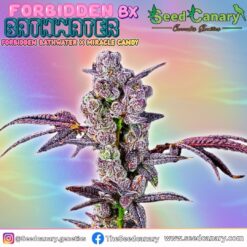 Forbidden BathWater BX - Regular Seeds