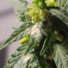 Feminized Autoflower Pollen - .1ml - Gorilla Z Auto from Fastbuds
