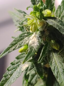 Feminized Autoflower Pollen - .1ml - Gorilla Z Auto from Fastbuds