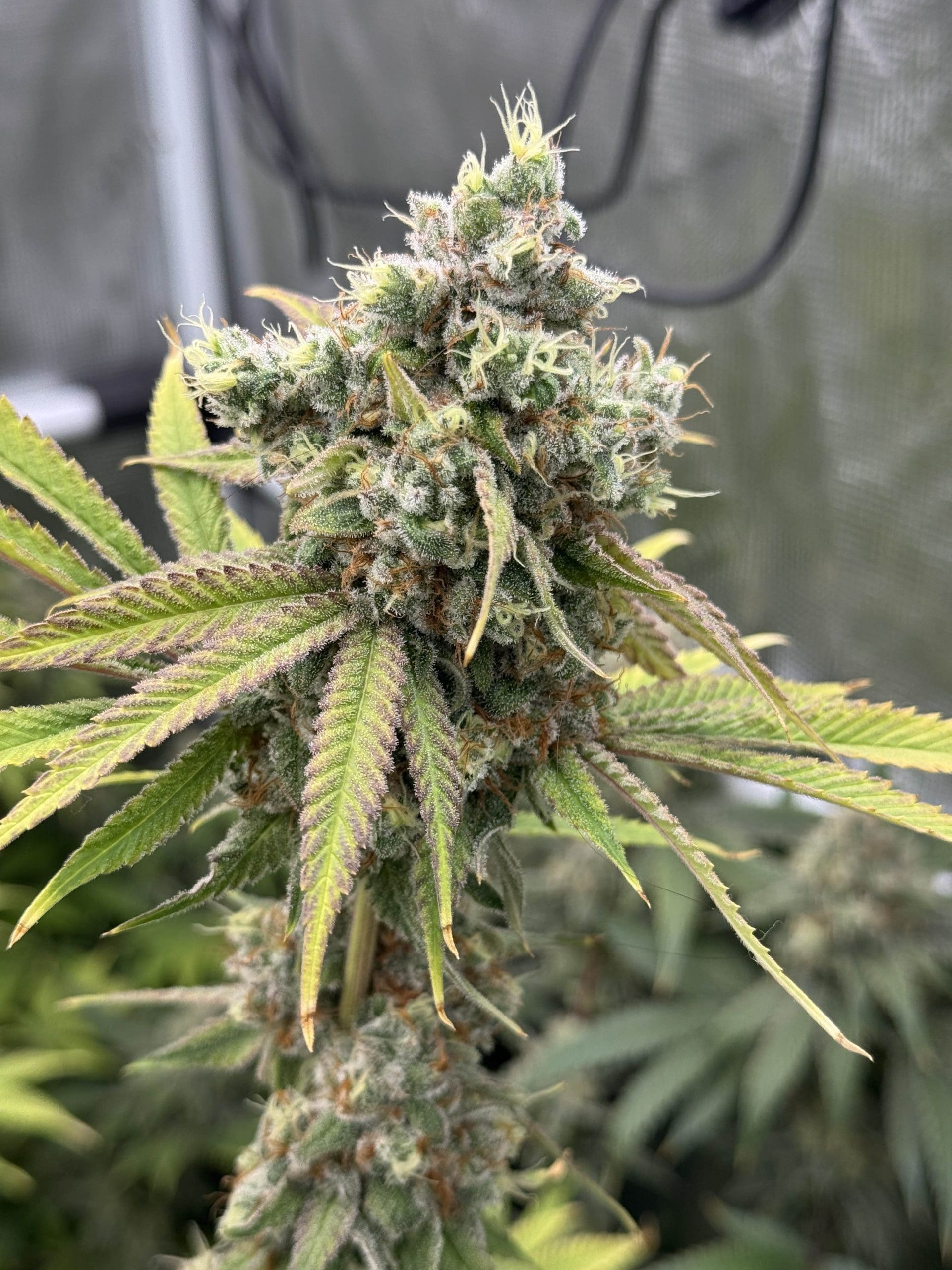 Purple City Genetics - MADD Fruit - Image 3