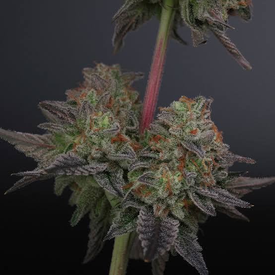 Purple City Genetics - Zowah - Image 5