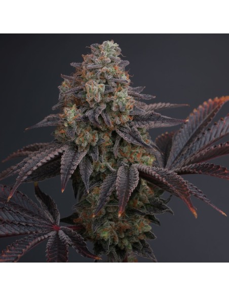 Purple City Genetics - Zowah - Image 4