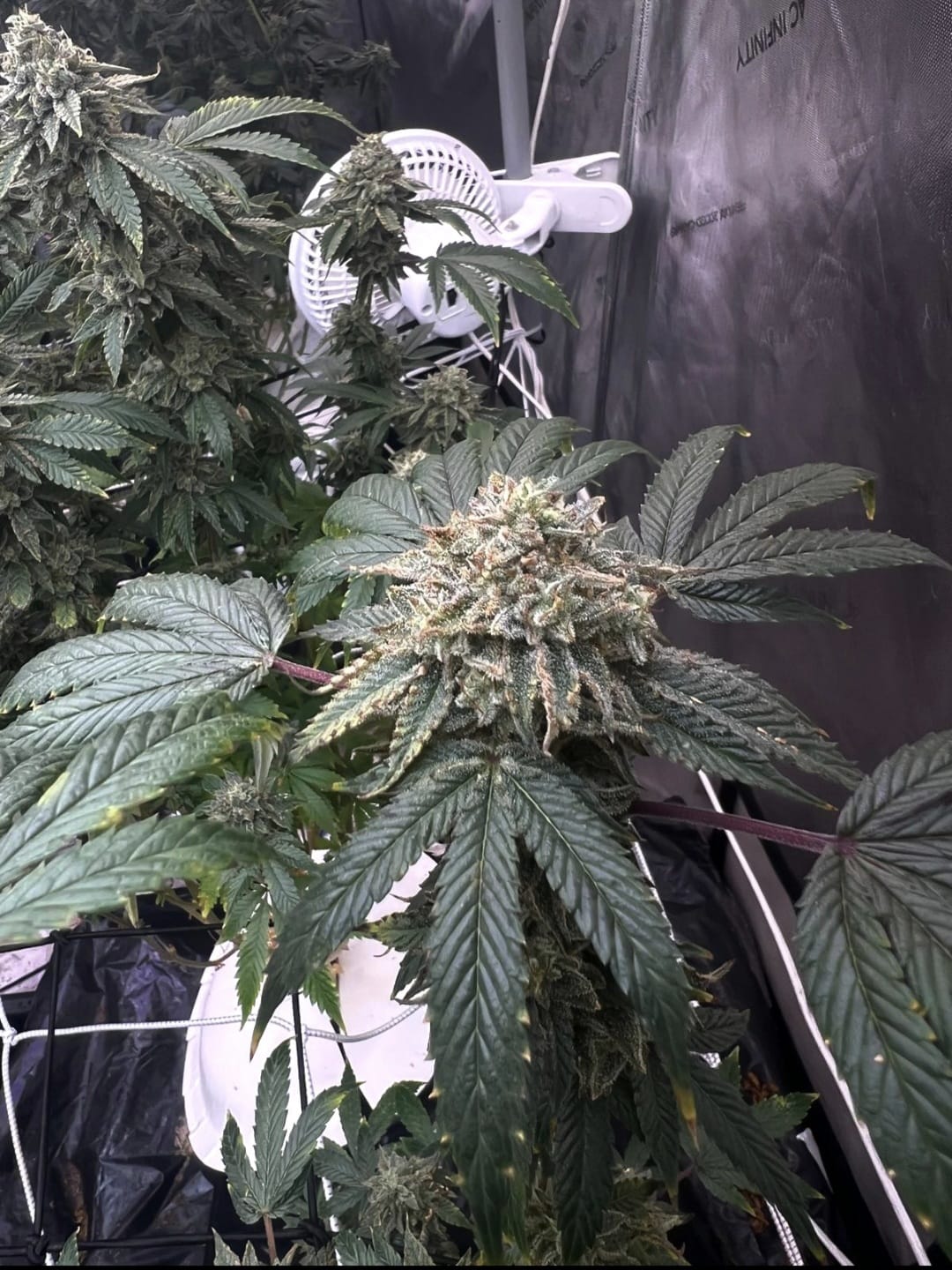 Tiki Runtz by Tiki MadMan (FonkHouse Genetics Cut) - Image 3