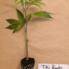 Tiki Runtz by Tiki MadMan (FonkHouse Genetics Cut)