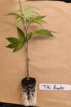 Tiki Runtz by Tiki MadMan (FonkHouse Genetics Cut)
