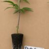 Dantes Fire by Tiki MadMan (FonkHouse Genetics Cut)