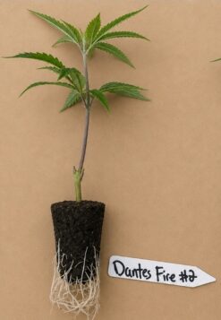 Dantes Fire by Tiki MadMan (FonkHouse Genetics Cut)