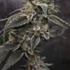 DreadFritter by GreenWolf Genetics (FonkHouse Genetics Cut)