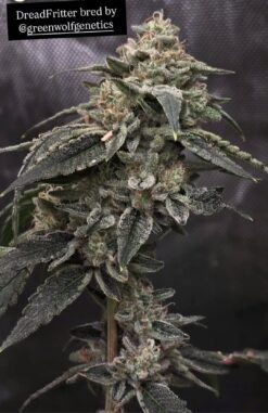 DreadFritter by GreenWolf Genetics (FonkHouse Genetics Cut)