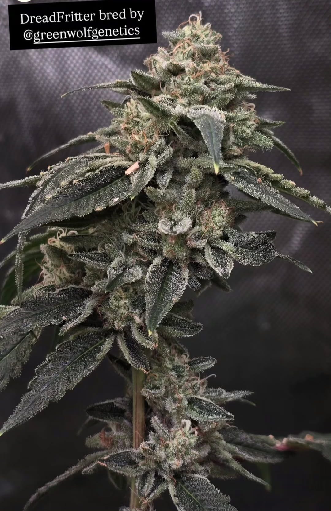 DreadFritter by GreenWolf Genetics (FonkHouse Genetics Cut)