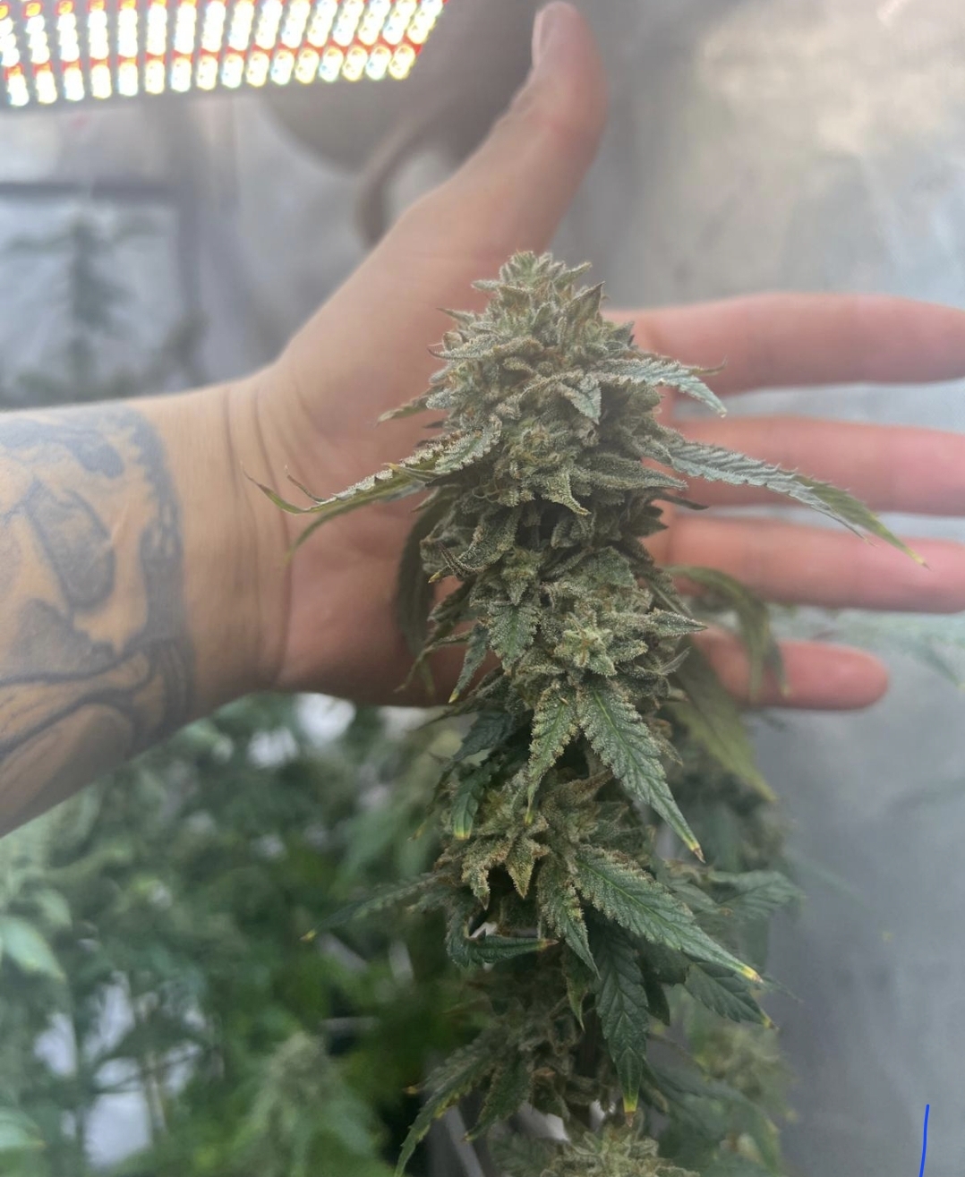 Tiki Runtz by Tiki MadMan (FonkHouse Genetics Cut) - Image 4