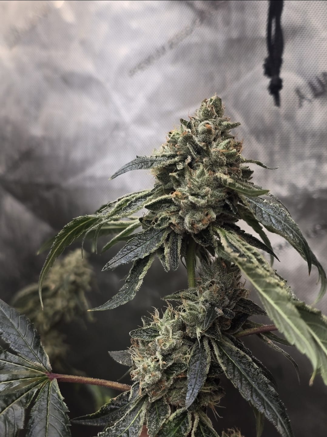 Dantes Fire by Tiki MadMan (FonkHouse Genetics Cut) - Image 2