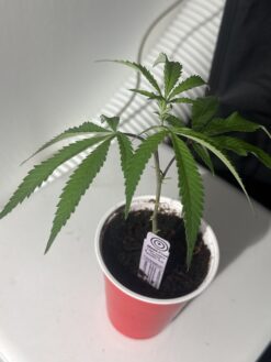 Alternative view of Purple City Genetics - MADD Fruot