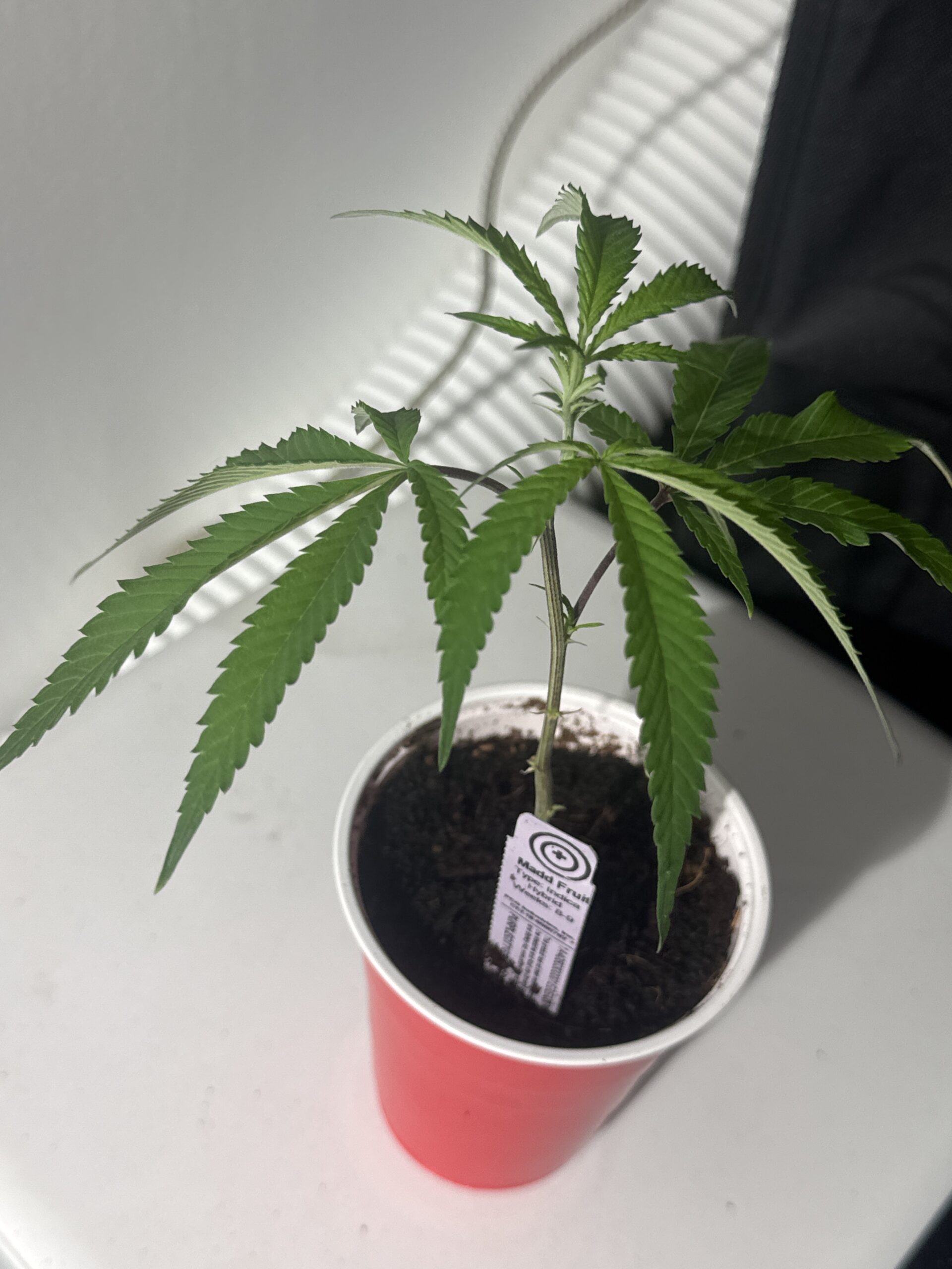 Purple City Genetics - MADD Fruit - Image 2