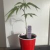Purple City Genetics - MADD Fruit