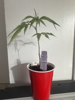 Purple City Genetics - MADD Fruot