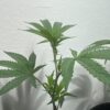 Purple City Genetics - Zowah