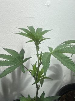 Purple City Genetics - Zowah