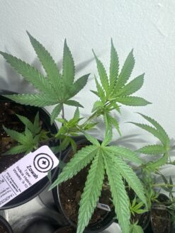 Alternative view of Purple City Genetics - Zowah