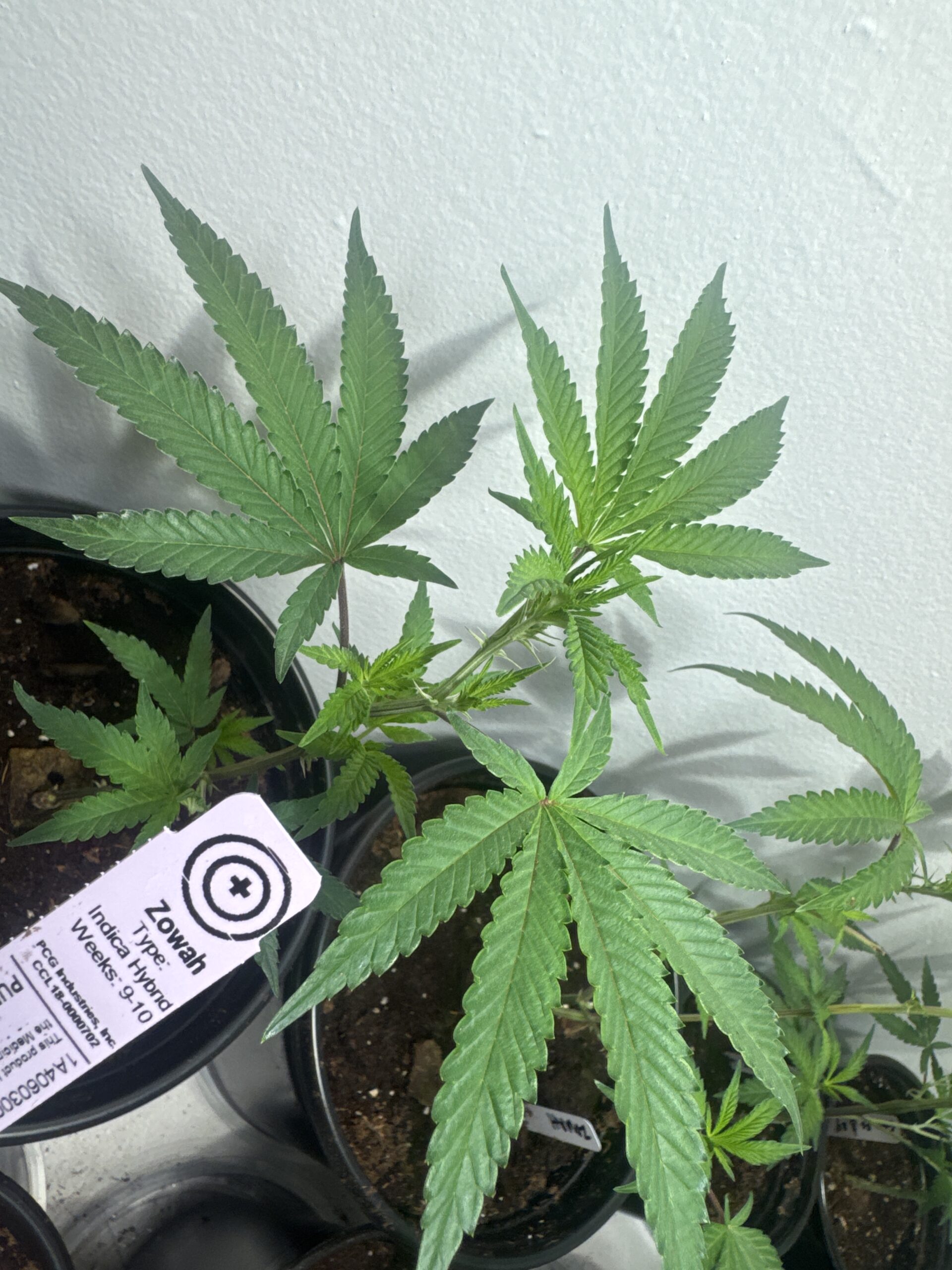 Purple City Genetics - Zowah - Image 2