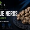 Focus Farms Blue Nerds Feminized Cannabis Seeds
