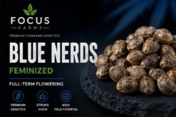 Focus Farms Blue Nerds Feminized Cannabis Seeds