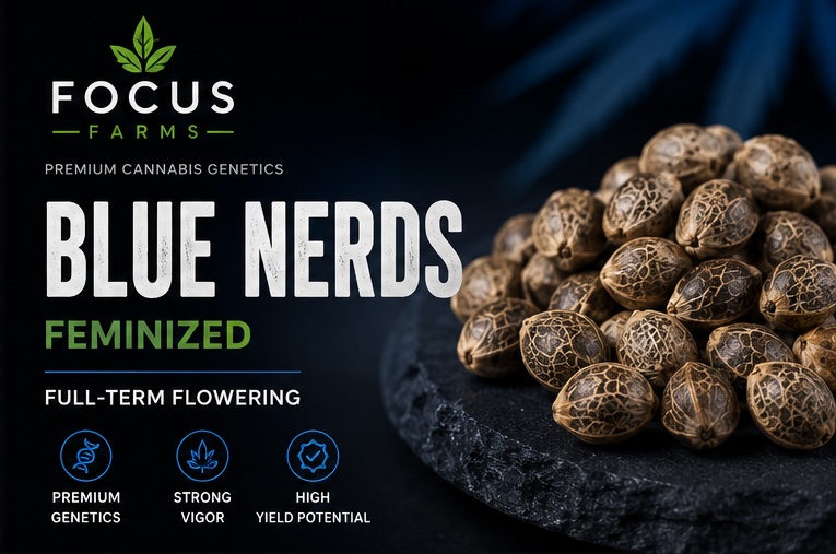 Focus Farms Blue Nerds Feminized Cannabis Seeds