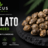 Focus Farms Gelato Feminized Cannabis Seeds