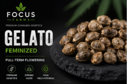 Gelato Feminized