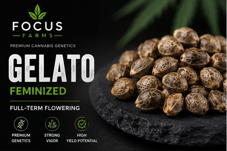 Focus Farms Gelato Feminized Cannabis Seeds